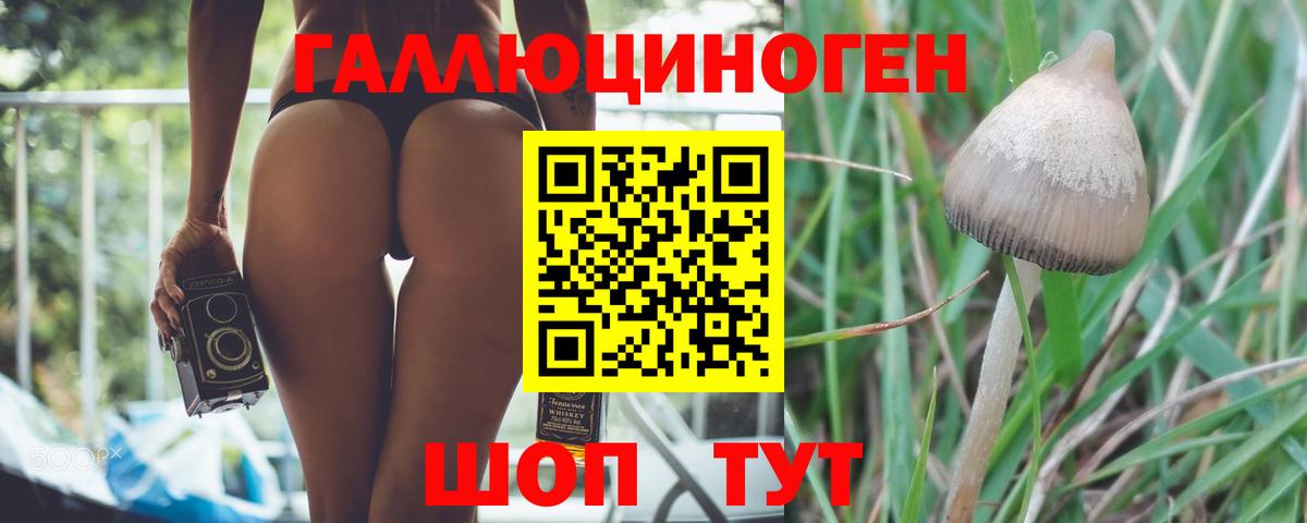 Галлюциногенные грибы Psilocybe  Вход с VPN  Большой Камень 